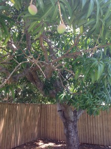 BenjaminPressmangotree