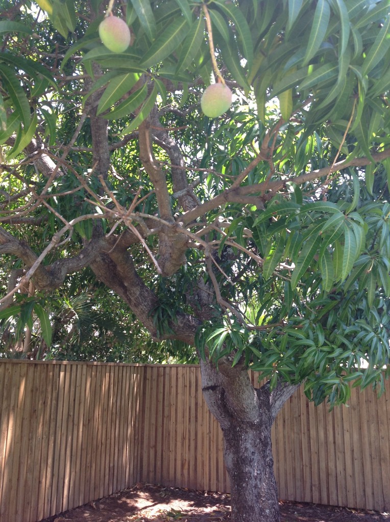 BenjaminPressmangotree